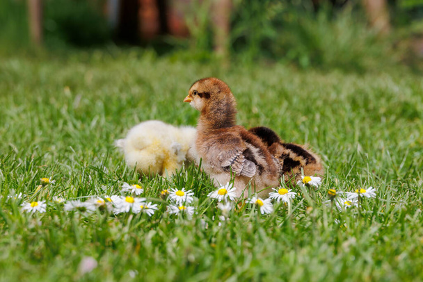 Білефельдер Барнгаймер і курячі пташенята Сундгеймера серед ромашок у траві - Фото, зображення
