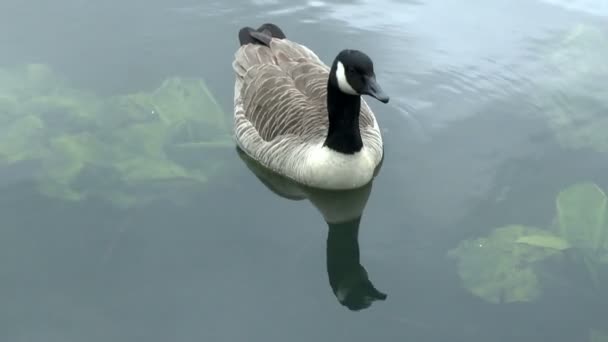 Канада Goose - Кадры, видео