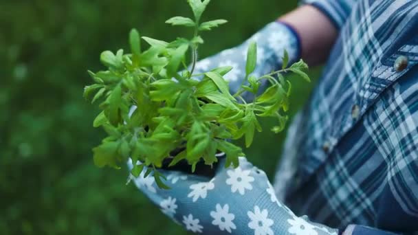 Preparing plants for growing in open ground. Closeup view of female hands planting young tomato seedling in a fertile garden soil in open ground. High quality FullHD footage - Footage, Video