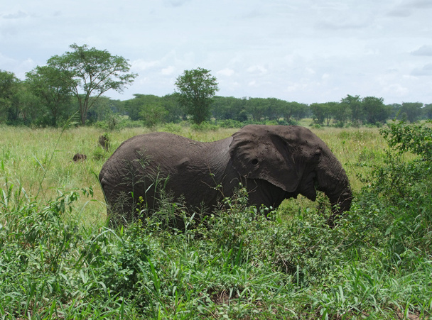 Elephant in Africa - Photo, Image