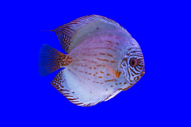 Pompadour poisson
 - Photo, image