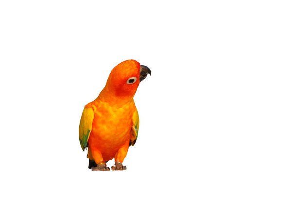 Барвистий папуга Sun Conure ізольований на білому тлі. - Фото, зображення
