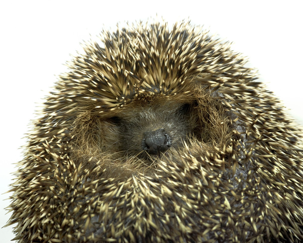 Rolled-up hedgehog portrait - Photo, Image
