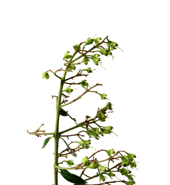 Χέννα αφήνει με λουλούδι - Φωτογραφία, εικόνα