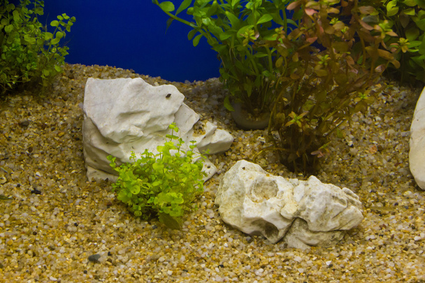 Kasvi akvaariossa makealla vedellä
 - Valokuva, kuva