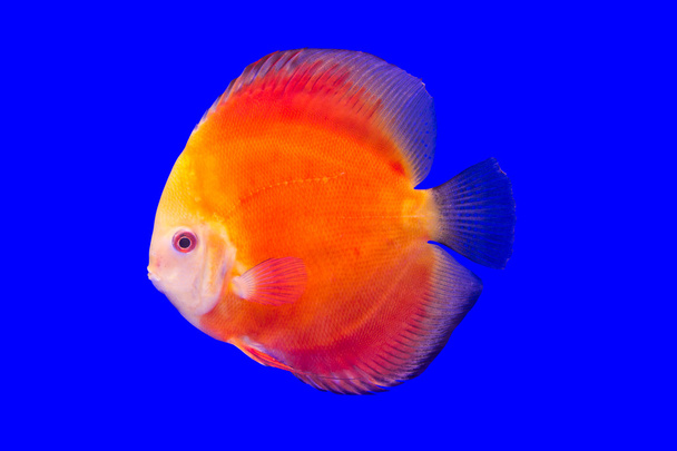 Pesce pompadour
 - Foto, immagini