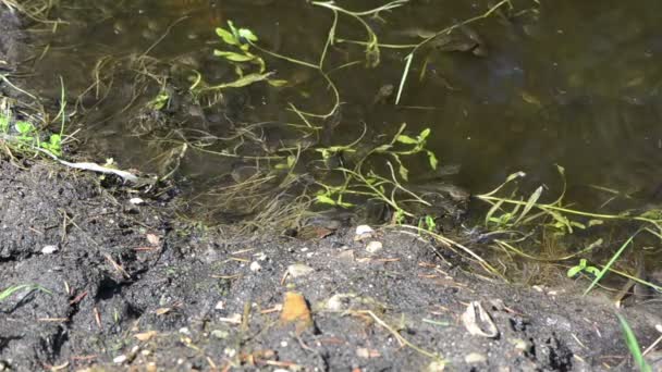 Schleimiger Uferrand, an dem viele kleine schwarze Kaulquappen wimmeln - Filmmaterial, Video