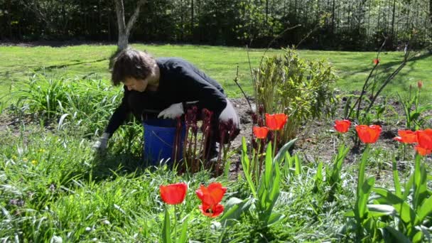 Mujer con guantes cuidado primavera tulipán flores en el patio trasero
 - Imágenes, Vídeo