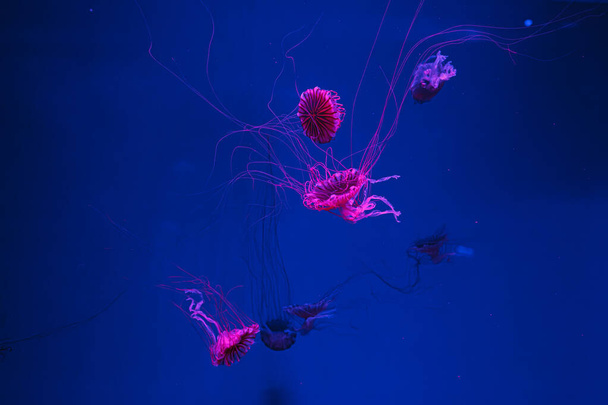 foto subacquee di meduse crisalide pacifiche meduse mare giapponese ortica primo piano - Foto, immagini