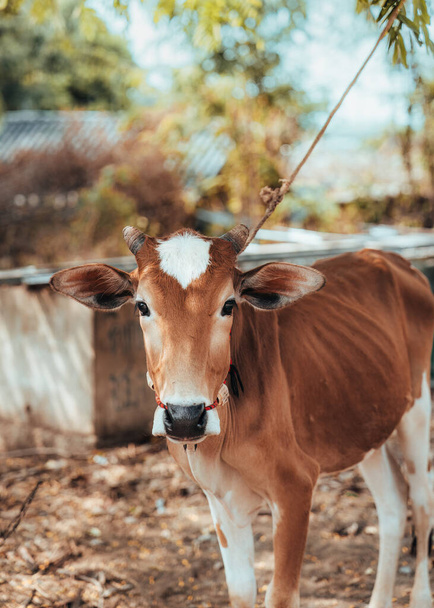 Fiatal barna tehén egy fához kötözve, kamerát nézve a farmon, vidéken. - Fotó, kép