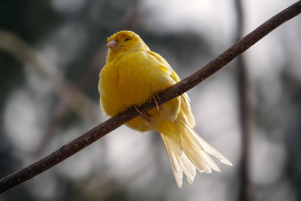 Canary standing on a branch. High quality photo - Photo, Image