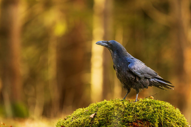 male common raven (Corvus corax) posing in the forest - Photo, Image