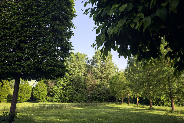 Fila de árboles junto a un claro - Foto, Imagen