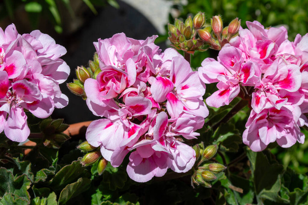 Růžové muškáty na jaře. zahradní květiny - Fotografie, Obrázek