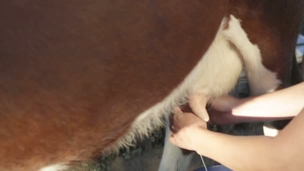 Frau melkt eine Kuh - Filmmaterial, Video