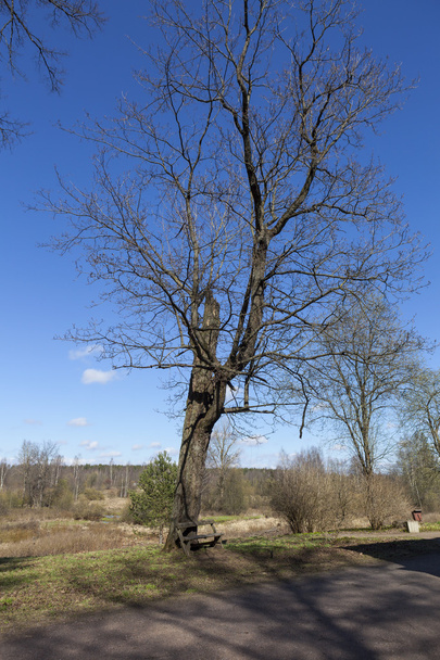 Drzewo z ławki w dworku. Dwór Olenins Priyutino. Vsevolozhsk. Leningrad Region - Zdjęcie, obraz