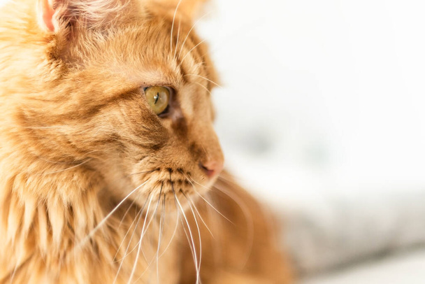 Hermoso gato grande rojo Maine Coon en casa. - Foto, Imagen