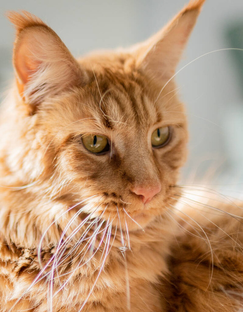 Hermoso gato grande rojo Maine Coon en casa. - Foto, imagen