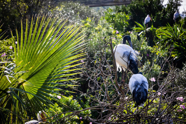 Sacred Ibis. Estepona, Malaga, Spain. November 23 2022. Zoo Selwo Aventura. - Photo, Image