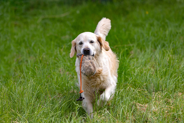 Belle golden retriever chien courir avec un mannequin dans la bouche  - Photo, image