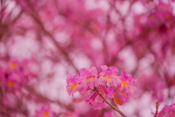 spring background with spring  flowers - Photo, Image