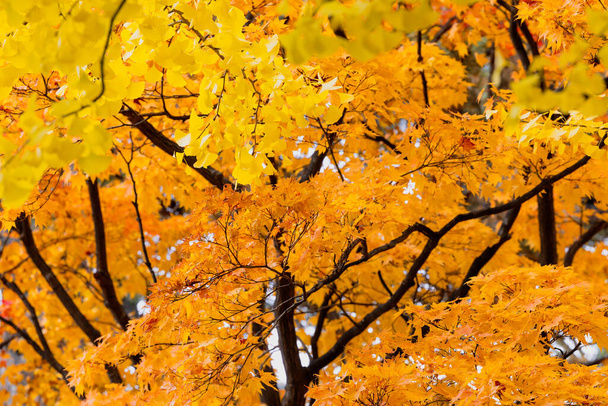 秋のメープルとキンクゴの葉は,元北海道政府庁の周辺の主要な通りに地面に芝生しました.. - 写真・画像