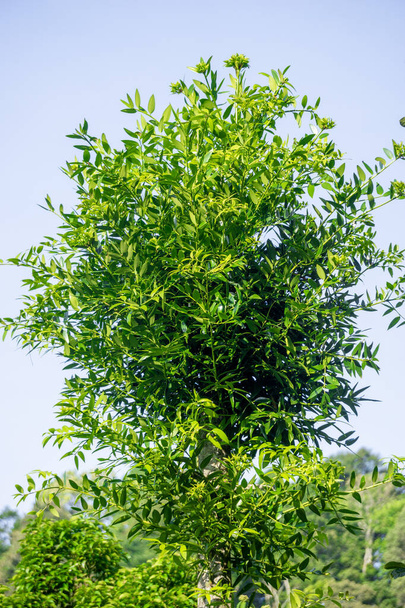 Agathis robusta (Dundathu pine, kauri pine, Queensland kauri, Australische kauri). Deze boom produceert een hoogwaardig hout dat werd gebruikt voor verschillende doeleinden, zoals het maken van kasten, timmerwerk - Foto, afbeelding