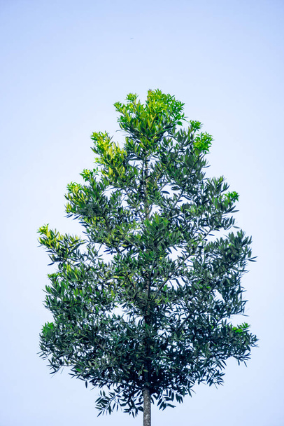 Agathis robusta (πεύκο Dundathu, πεύκο kauri, kaensland kauri, αυστραλιανό kauri). Το δένδρο αυτό παράγει ξυλεία υψηλής ποιότητας, η οποία χρησιμοποιήθηκε για διάφορους σκοπούς, όπως η ξυλουργική, η ξυλουργική - Φωτογραφία, εικόνα