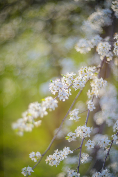 Flores de primavera - Foto, imagen