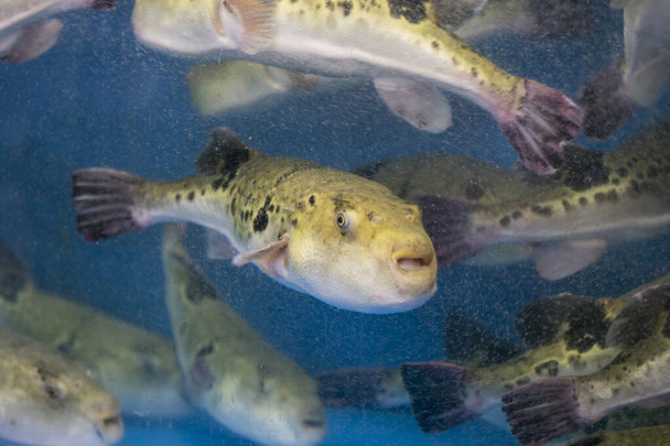 Le fugu, ou poisson-globe, est un poisson de luxe qui est utilisé comme ingrédient dans les aliments consommés toute l'année au Japon. Ces poissons sont en fait toxiques.. - Photo, image