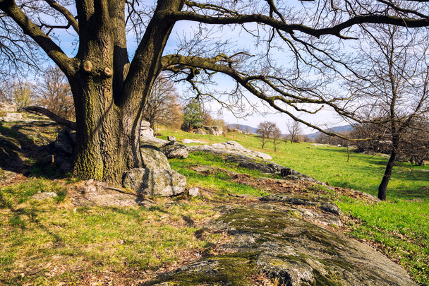 дубові дерева на зеленому лузі на весняний день
 - Фото, зображення