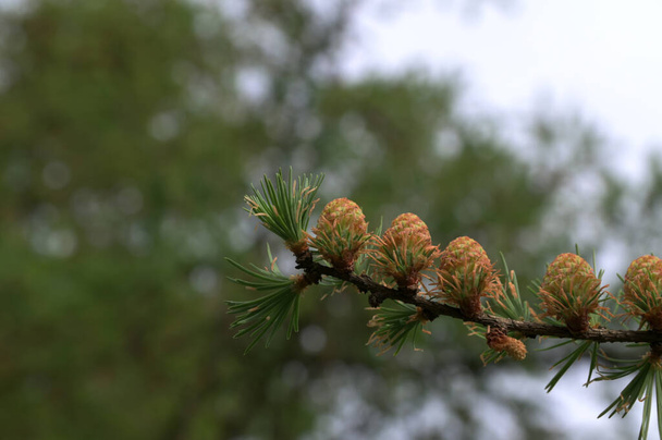 Larch tree fresh pink cones blossom at spring on nature background. Branches with young needles European larch Larix decidua with pink flowers. - Photo, Image