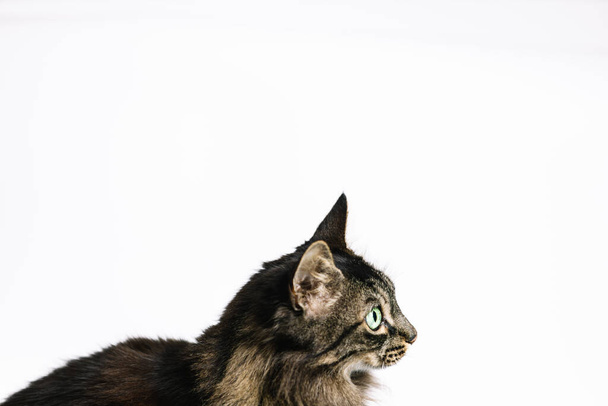 Horizontal photo a side profile of a tabby cat, attentively looking off into the distance, its sharp green eyes highlighted against a pristine white background. Animals concept. - Photo, Image