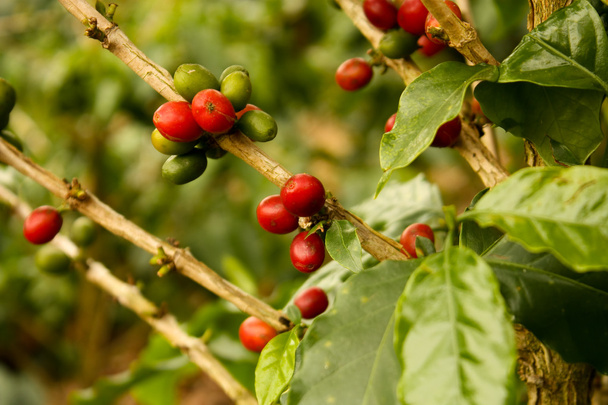 成熟コーヒー植物 - 写真・画像