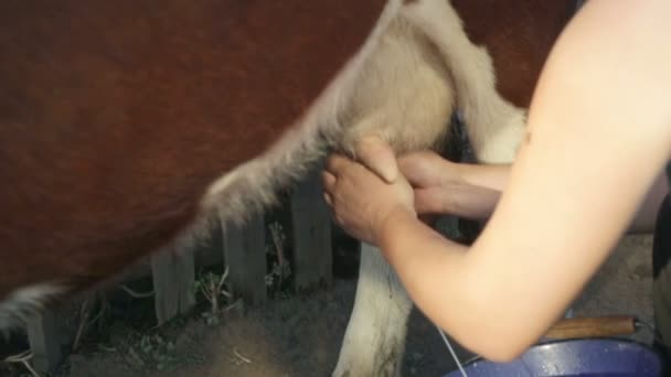 Nő van a tehén fejés - Felvétel, videó