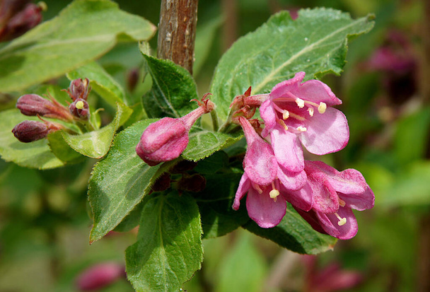 Weigela coraeensis άνθη και φύλλα το Μάιο - Φωτογραφία, εικόνα