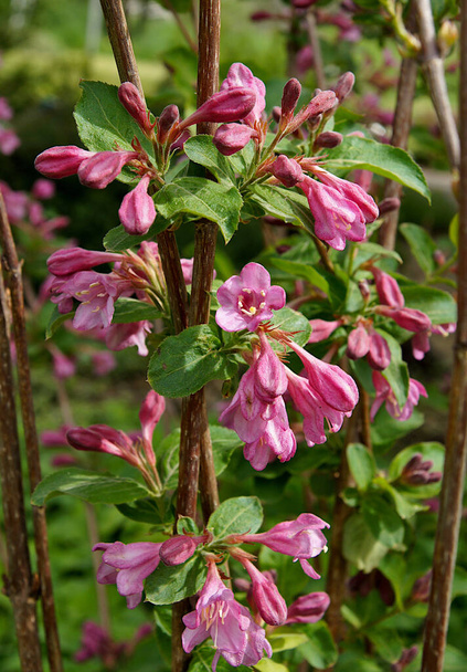 Weigela coraeensis kwiaty i liście w maju - Zdjęcie, obraz