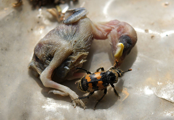 Burying beetle or sexton beetle (Nicrophorus interruptus) examines its foo - Photo, Image