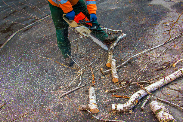 Працівник муніципальної служби вирізає гілки дерева. Озеленення міських дерев. - Фото, зображення