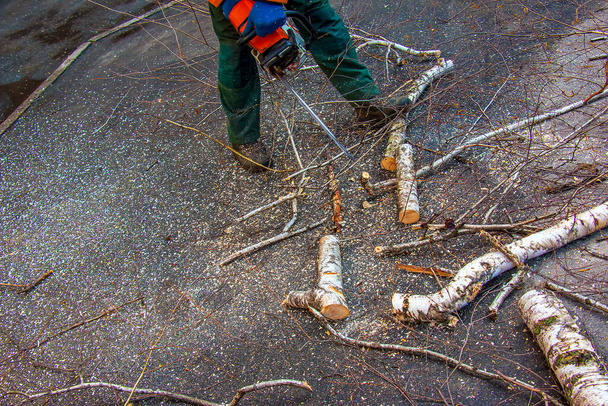 Працівник муніципальної служби вирізає гілки дерева. Озеленення міських дерев. - Фото, зображення