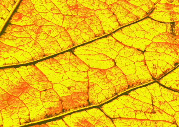 Herbstblatt aus nächster Nähe - Foto, Bild