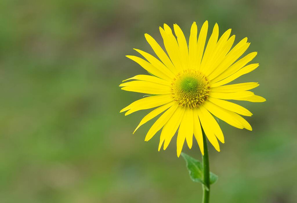 photos of yellow flowers growing at high altitude - Photo, Image