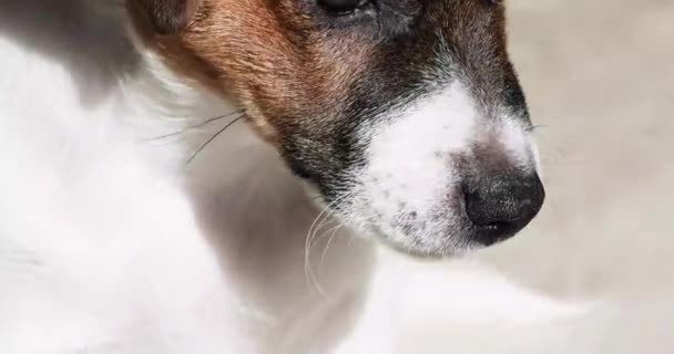 Mały szczeniak Jack Russell Terrier ziewa. Opieka nad szczeniakami. - Materiał filmowy, wideo