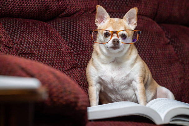 Маленькая чихуахуа сидит на диване с книгой перед ним. Собака в очках и читает книгу. Сцена игривая и светлая - Фото, изображение