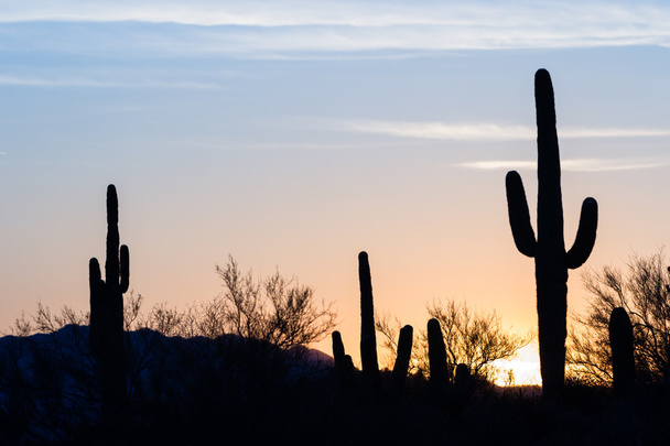 Coucher de soleil Saguaro Cactus
 - Photo, image