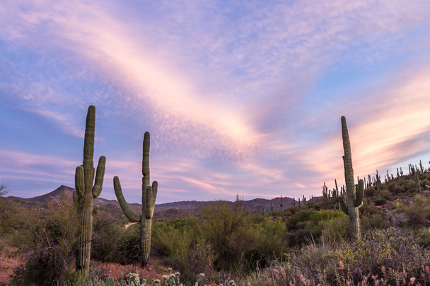 Saguaro-Kaktus  - Foto, Bild