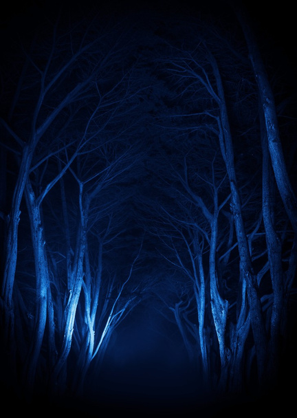 Kísérteties öreg fák Park sikátor - Fotó, kép