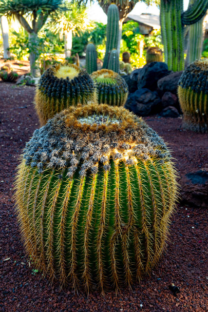 Jardin botanique avec différentes plantes tropicales succulentes cactus verts dans la journée ensoleillée - Photo, image