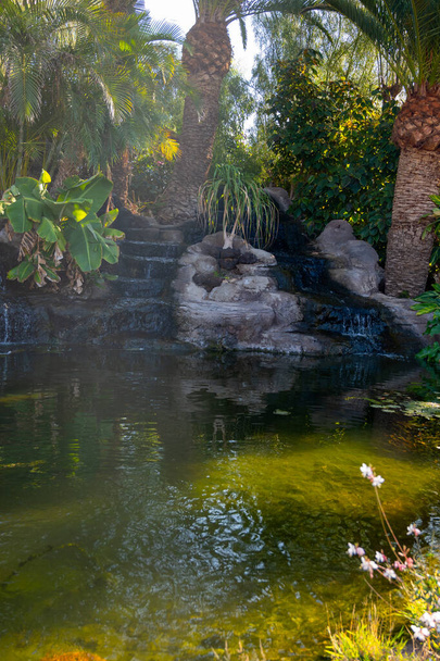 Botanická zahrada s různými tropickými šťavnatými rostlinami, palmami, zelenými kaktusy a povodím za slunečného dne - Fotografie, Obrázek