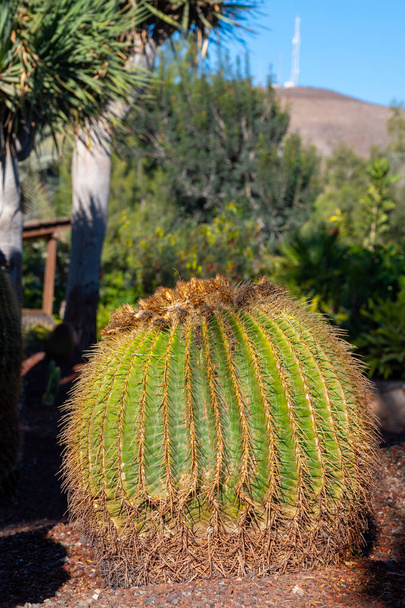 Botanická zahrada s různými tropickými šťavnatými rostlinami zelené kaktusy za slunečného dne - Fotografie, Obrázek